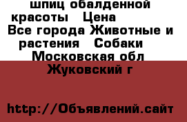 шпиц обалденной красоты › Цена ­ 22 000 - Все города Животные и растения » Собаки   . Московская обл.,Жуковский г.